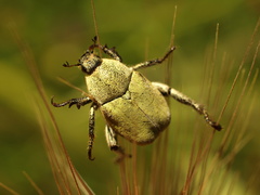 Hoplia
