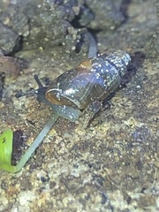 Cochlicopa lubrica