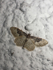 Idaea rusticata