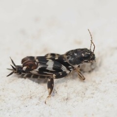 Ellipes minuta