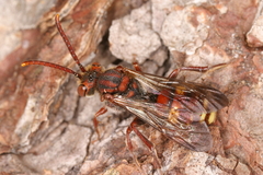Nomada