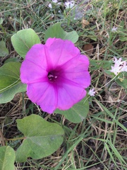 Ipomoea asarifolia