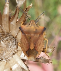 Carpocoris fuscispinus