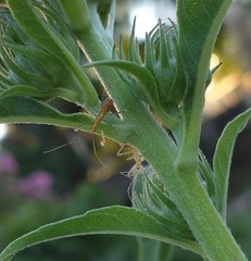 Zelus renardii