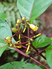 Hamelia axillaris