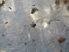 Argyrodes argyrodes