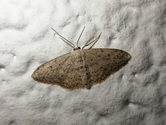 Idaea seriata