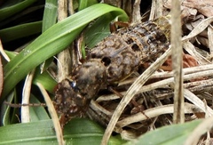 Ontholestes cingulatus