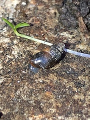 Cochlicopa lubrica