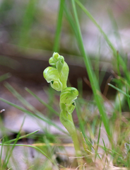 Pterostylis cycnocephala