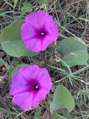 Ipomoea asarifolia