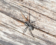 Nyssus coloripes