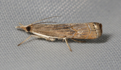 Parapediasia teterrellus