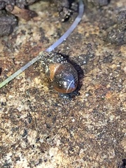 Cochlicopa lubrica