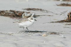 Charadrius nivosus