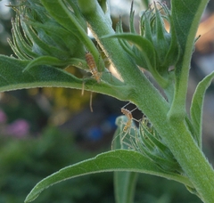 Zelus renardii