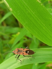 Spilostethus pandurus