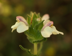 Bellardia trixago