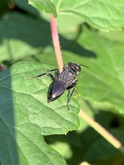 Astata