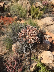 Crassula rupestris