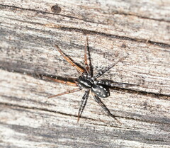 Nyssus coloripes