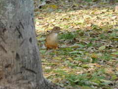 Turdus rufiventris
