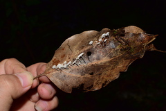 Tetrapyrgos nigripes