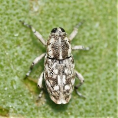 Cylindrocopturus adspersus