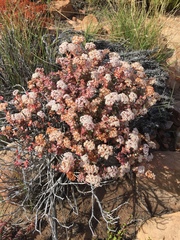 Crassula rupestris