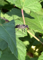 Astata
