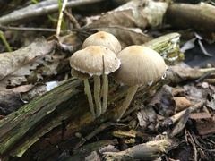 Coprinellus