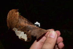 Tetrapyrgos nigripes