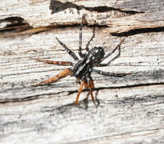 Nyssus coloripes