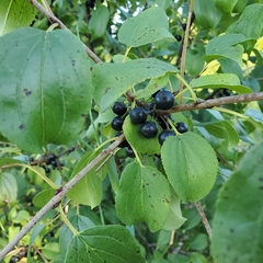 Rhamnus