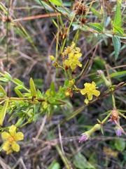 Hypericum cistifolium