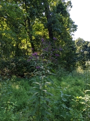 Vernonia noveboracensis