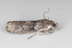 Sciota subcaesiella