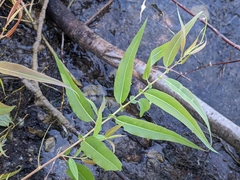 Salix nigra