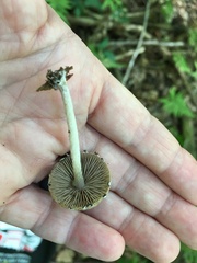 Coprinellus