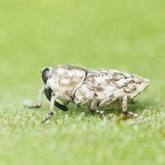 Cylindrocopturus adspersus