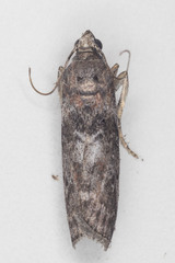 Sciota subcaesiella