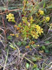 Hypericum cistifolium