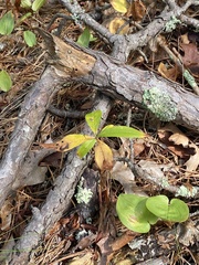 Lysimachia borealis
