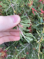 Grevillea preissii