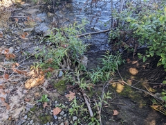 Salix nigra