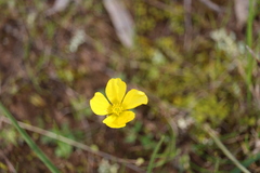 Ranunculus lappaceus