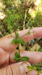 Galium pilosum