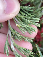 Grevillea preissii