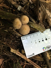 Coprinellus