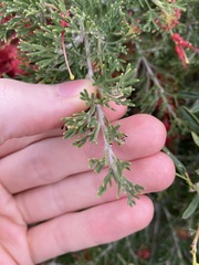Grevillea preissii